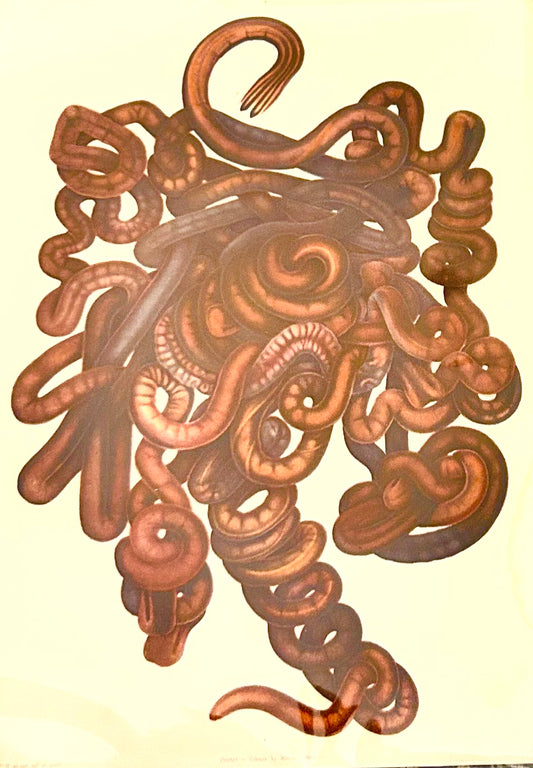 Uncover the quiet elegance of the unseen. This rare scientific illustration—originally published in a 19th-century zoological compendium—captures the diversity of worm-like organisms in exquisite detail. Each form is rendered with anatomical precision, revealing the textures, curves, and segmentation that define these humble yet essential creatures. 