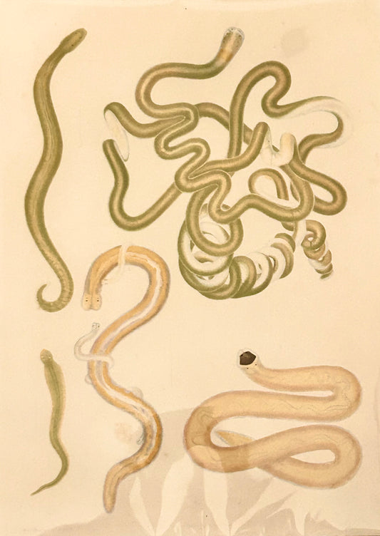 Uncover the quiet elegance of the unseen. This rare scientific illustration—originally published in a 19th-century zoological compendium—captures the diversity of worm-like organisms in exquisite detail. Each form is rendered with anatomical precision, revealing the textures, curves, and segmentation that define these humble yet essential creatures. 