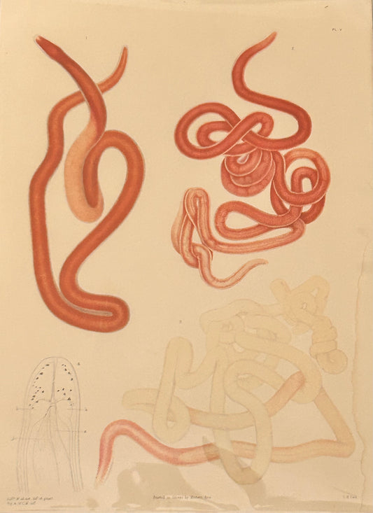 Uncover the quiet elegance of the unseen. This rare scientific illustration—originally published in a 19th-century zoological compendium—captures the diversity of worm-like organisms in exquisite detail. Each form is rendered with anatomical precision, revealing the textures, curves, and segmentation that define these humble yet essential creatures. 