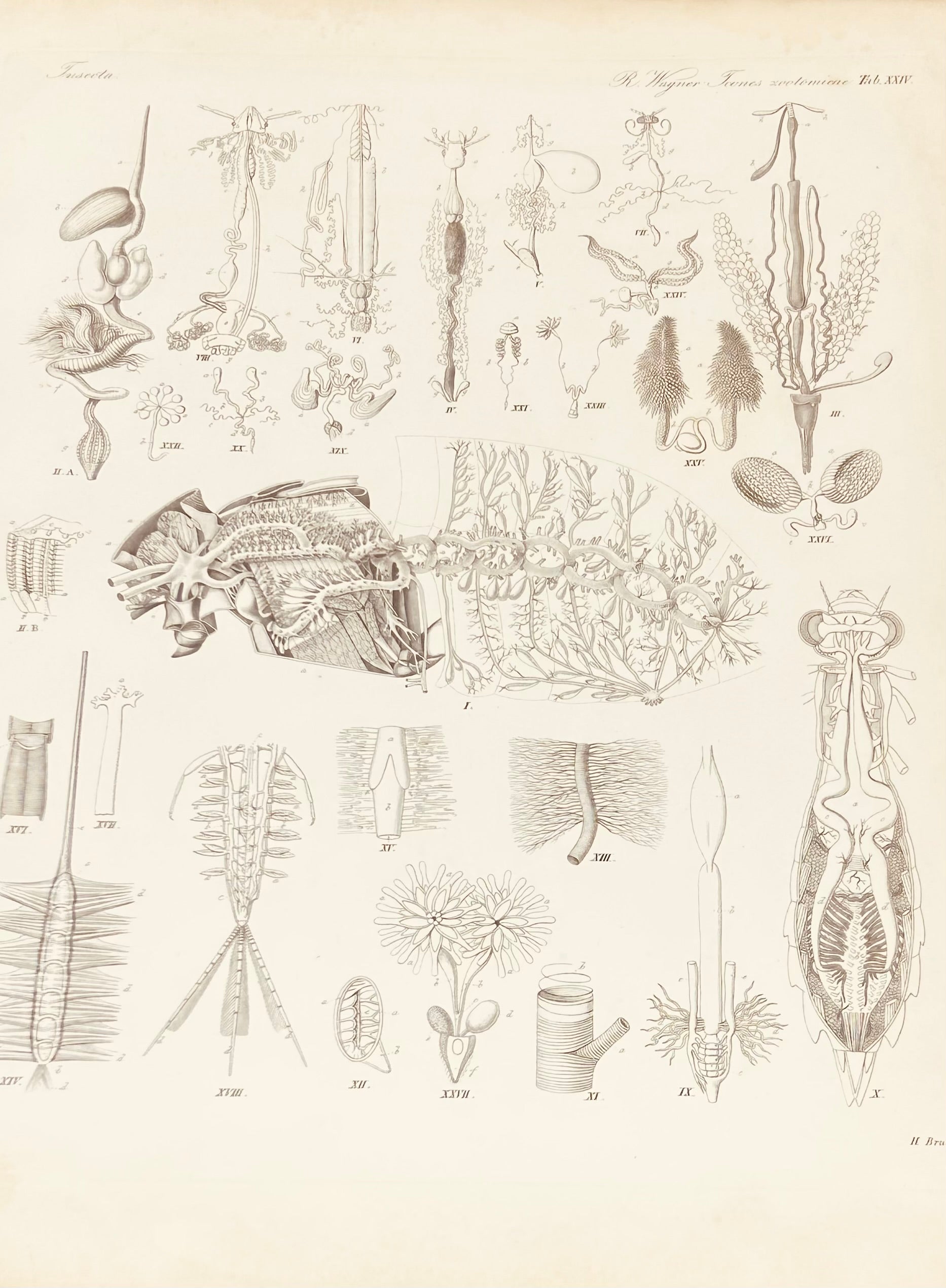 Antique Zoological Print by Wagner 19th century original