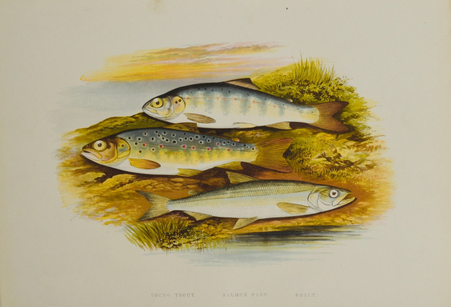 British Freshwater Fishes - Young Trout Wall Art Print - Room Four
