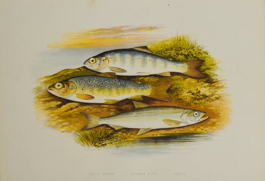 British Freshwater Fishes - Young Trout Wall Art Print - Room Four