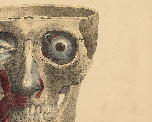 Antique Anatomical Print from Quain’s Atlas