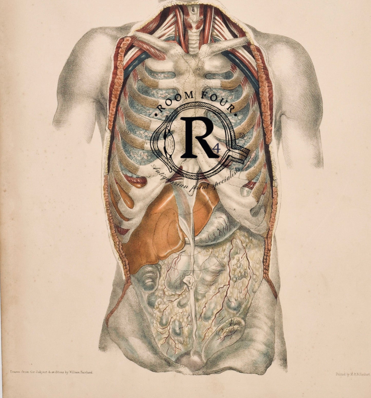 Vintage Human Torso Anatomy Print — Plate I | 19th Century Medical Illustration of Internal Organs