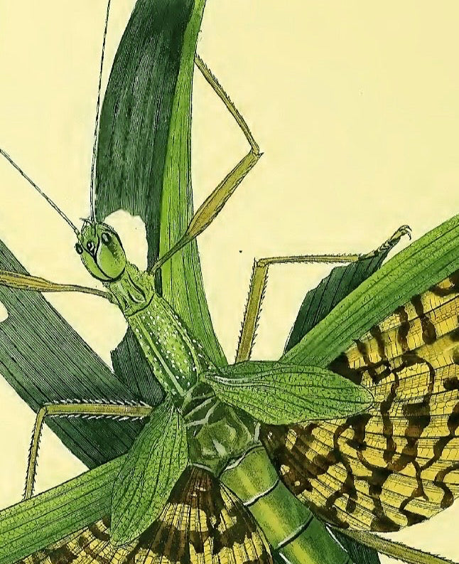 Indian Grasshopper Engraving (Reproduction) – Donovan Plate 48 – Phasma Gigas Natural History Print |