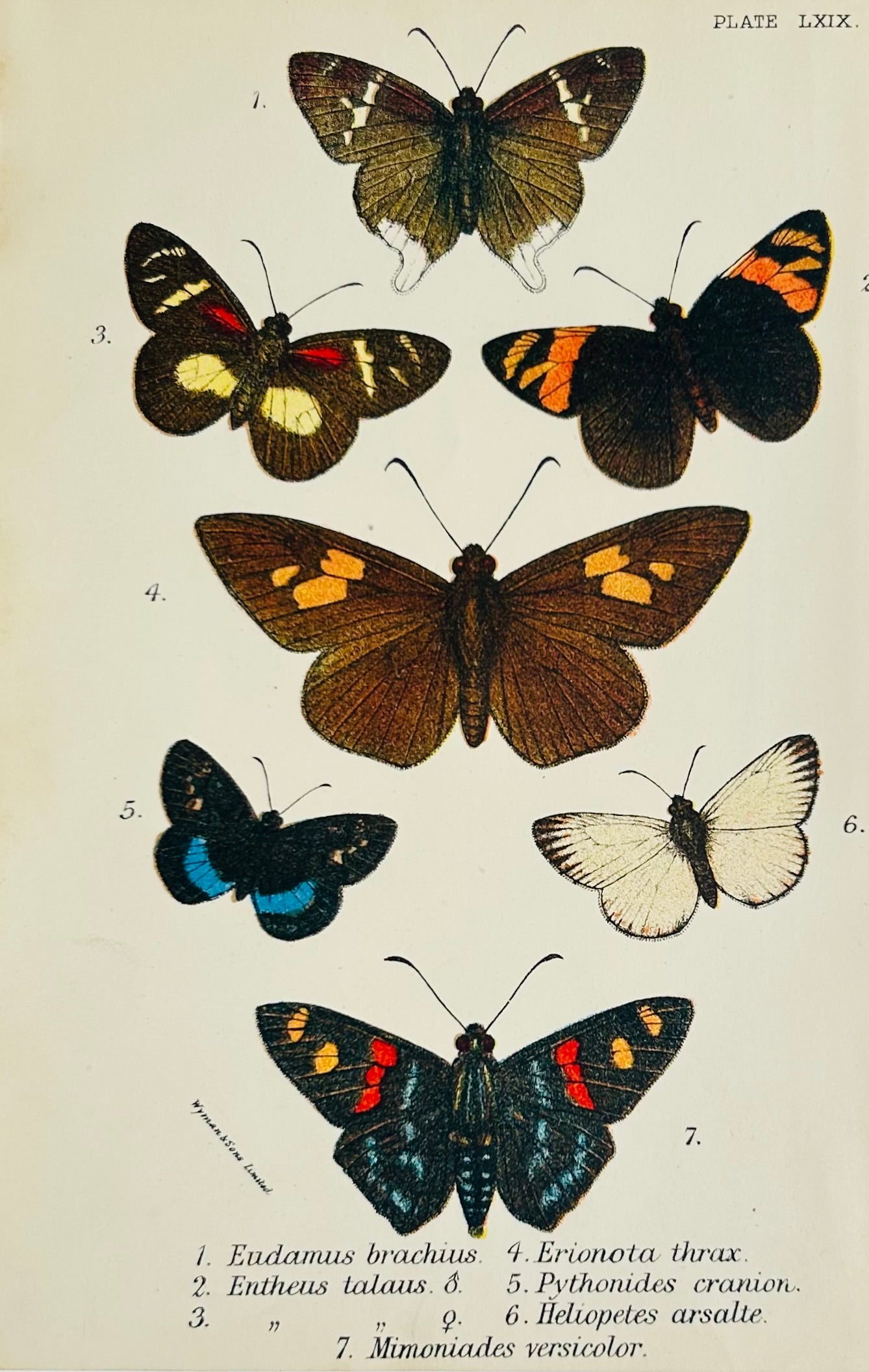 Victorian Butterfly & Moth Book Plate Print (Unframed), 19th Century