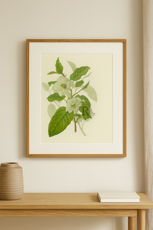 Magnolia Wilson by Elizabeth Cameron from A Book of White Flowers - Limited Edition
