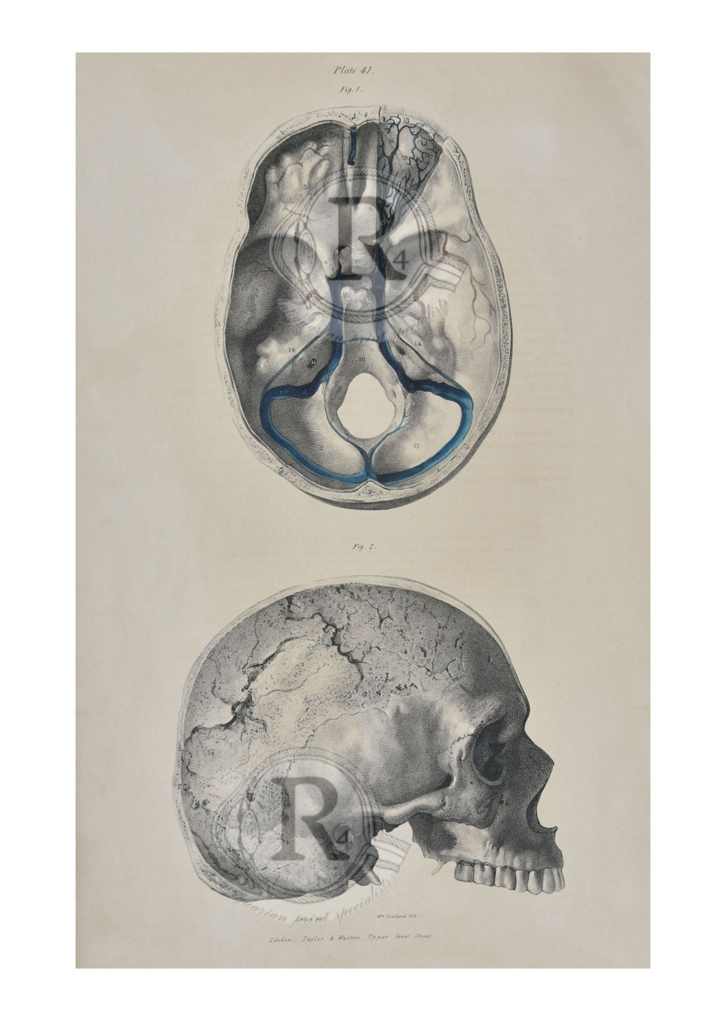 Anatomical Skull Print Fine Art Reproduction