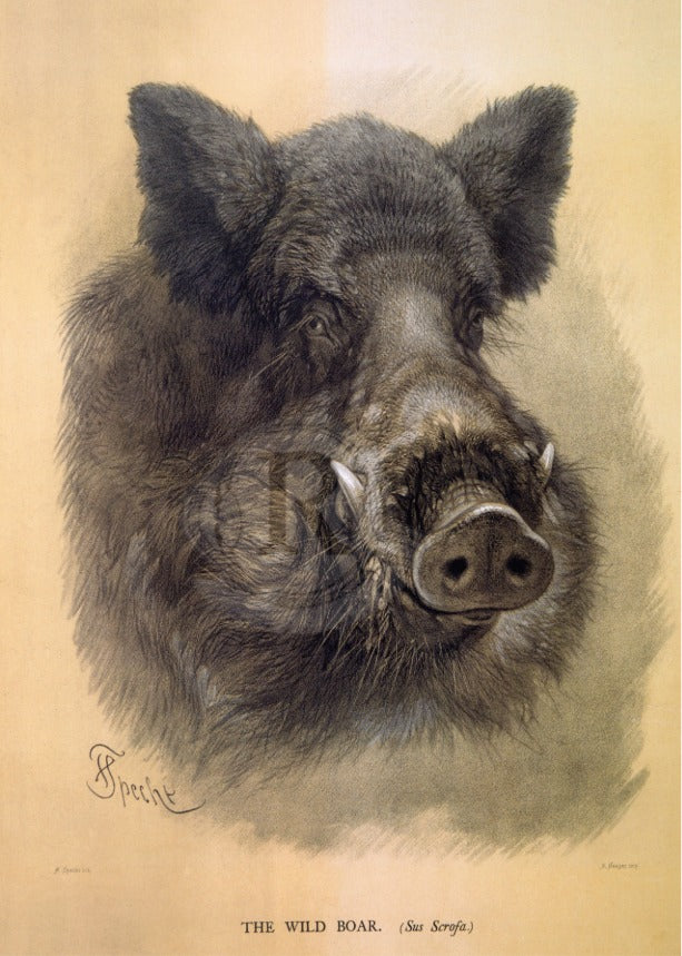 The Wild Boar – Friedrich Specht | Vintage Natural History Print (A4/A3)