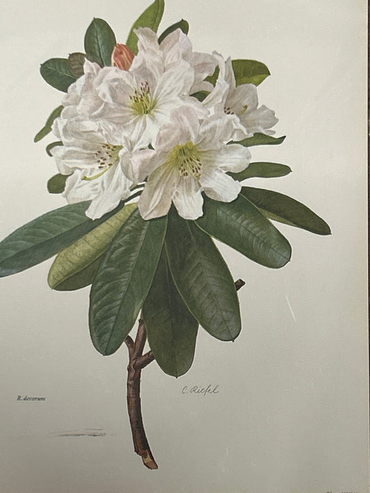 Rhododendron Vintage Print | C. Riefel 1958 Floral - R Decorum Plate XXVI - White Blush