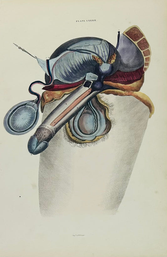 Lizars Anatomical Drawing Plate LXXXIX - Human Male Reproductive Anatomy Original 19th Century Illustration Penis & Testicles