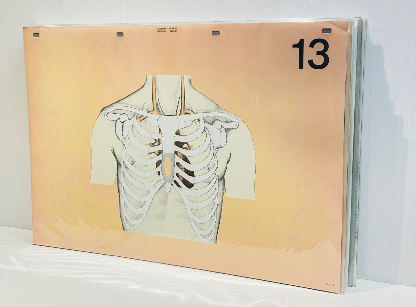 Scandi Art  - Laerdal Anatomical Teaching Chart – Vintage Nursing & CPR Education,  Medical Ephemera