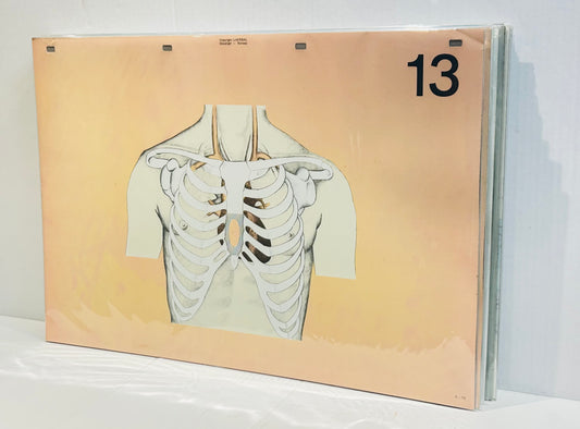 Scandi Art  - Laerdal Anatomical Teaching Chart – Vintage Nursing & CPR Education,  Medical Ephemera