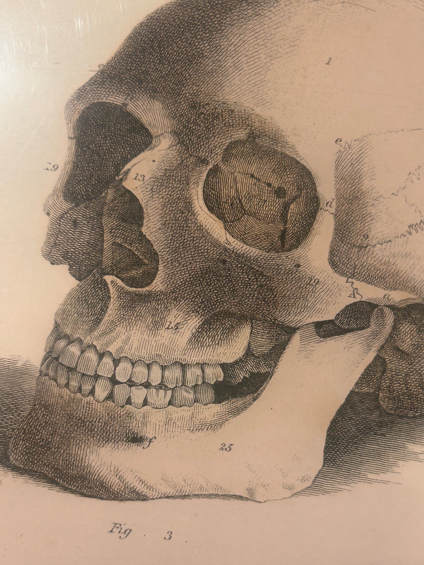 Human Skeleton Wall Art – Antique Anatomy Print