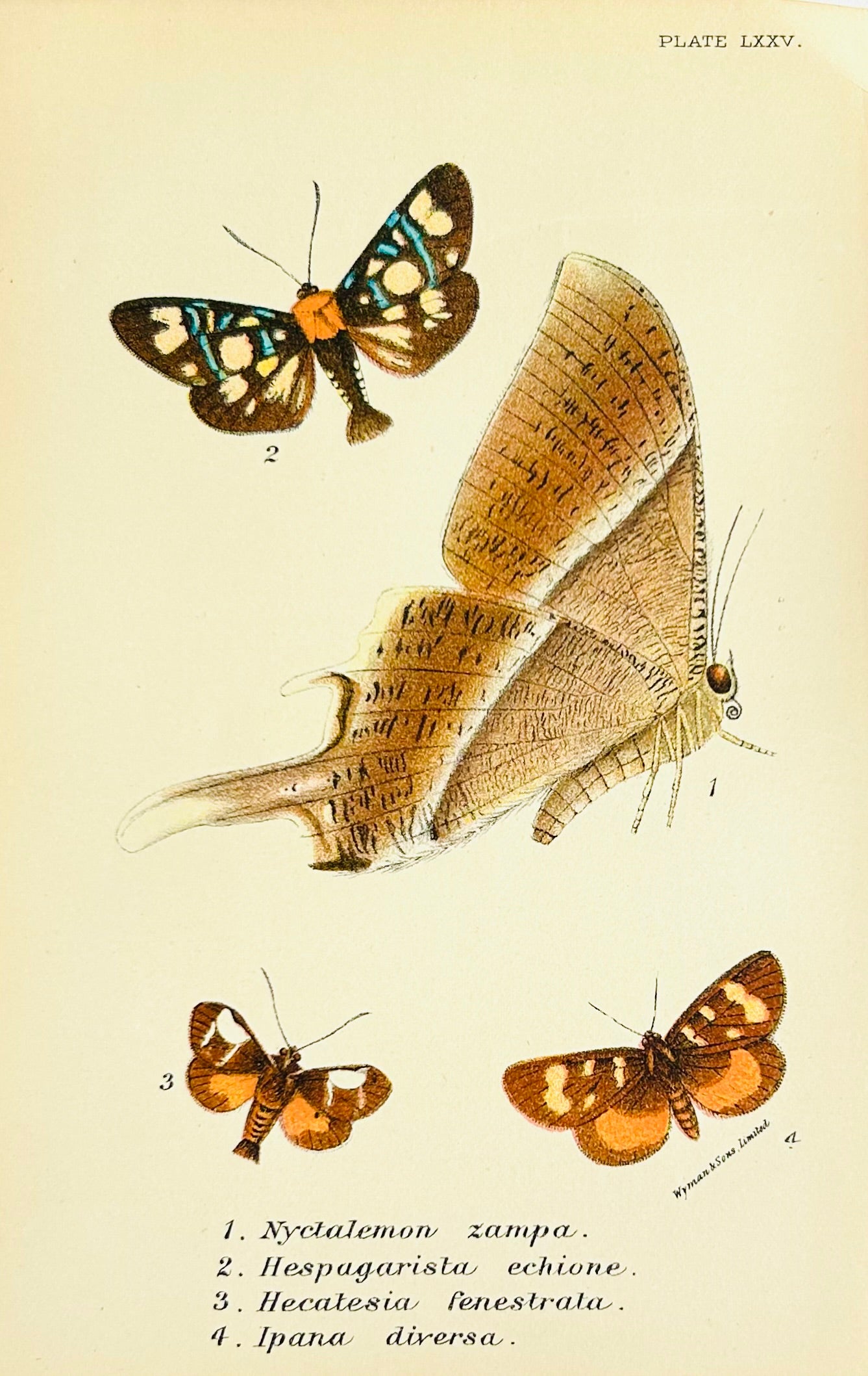 Victorian Butterfly & Moth Book Plate Print (Unframed), 19th Century