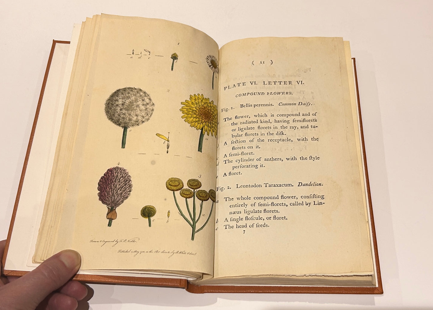 Botanisches Glossar von Thomas Martyn aus dem Jahr 1799 – Antikes wissenschaftliches Buch aus der Linnéschen Zeit (Neu gebunden)