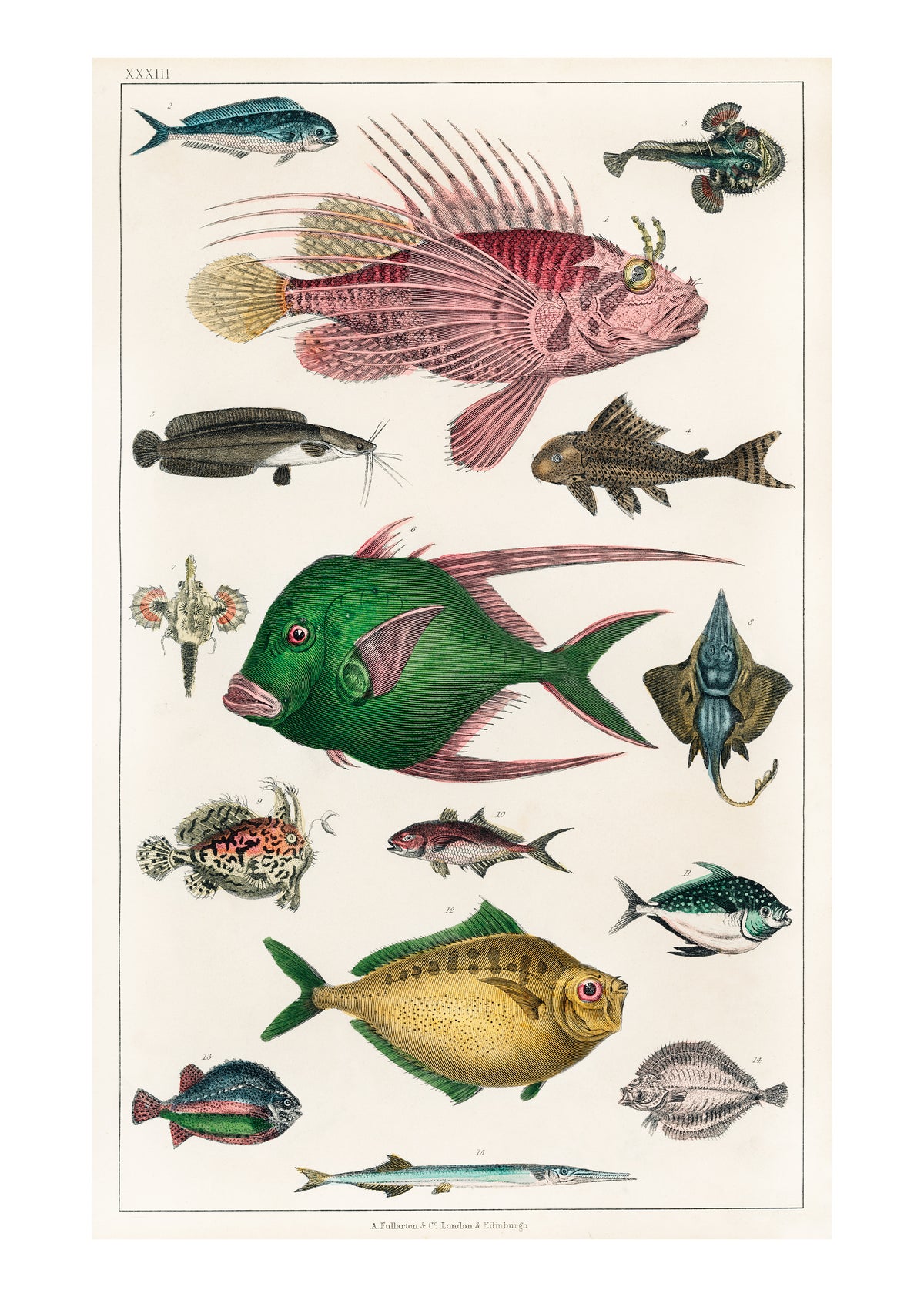 Victorian Marine Fish Engraving (Reproduction) – Plate XXXIII – Goldsmith / Fullarton Natural History Print
