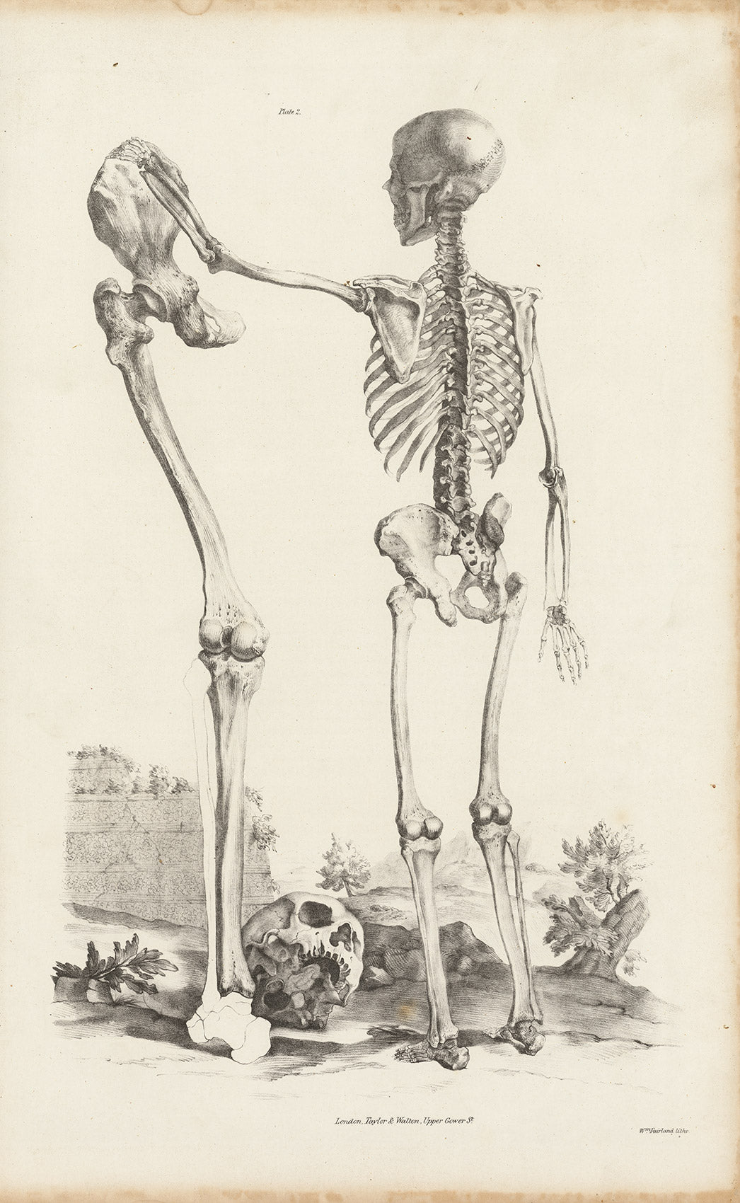 Gravure anatomique ancienne des cavités nasale et buccale – Planche LXXIV de Lizars (Estampe médicale du XIXe siècle)
