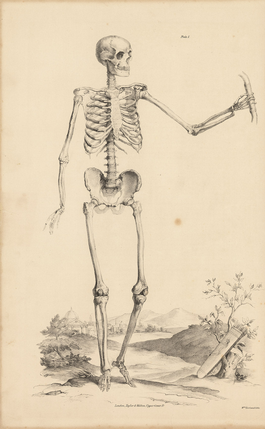 Lizars Anatomical Drawing  –   Human Skeleton Allegory -  Original 19thc.