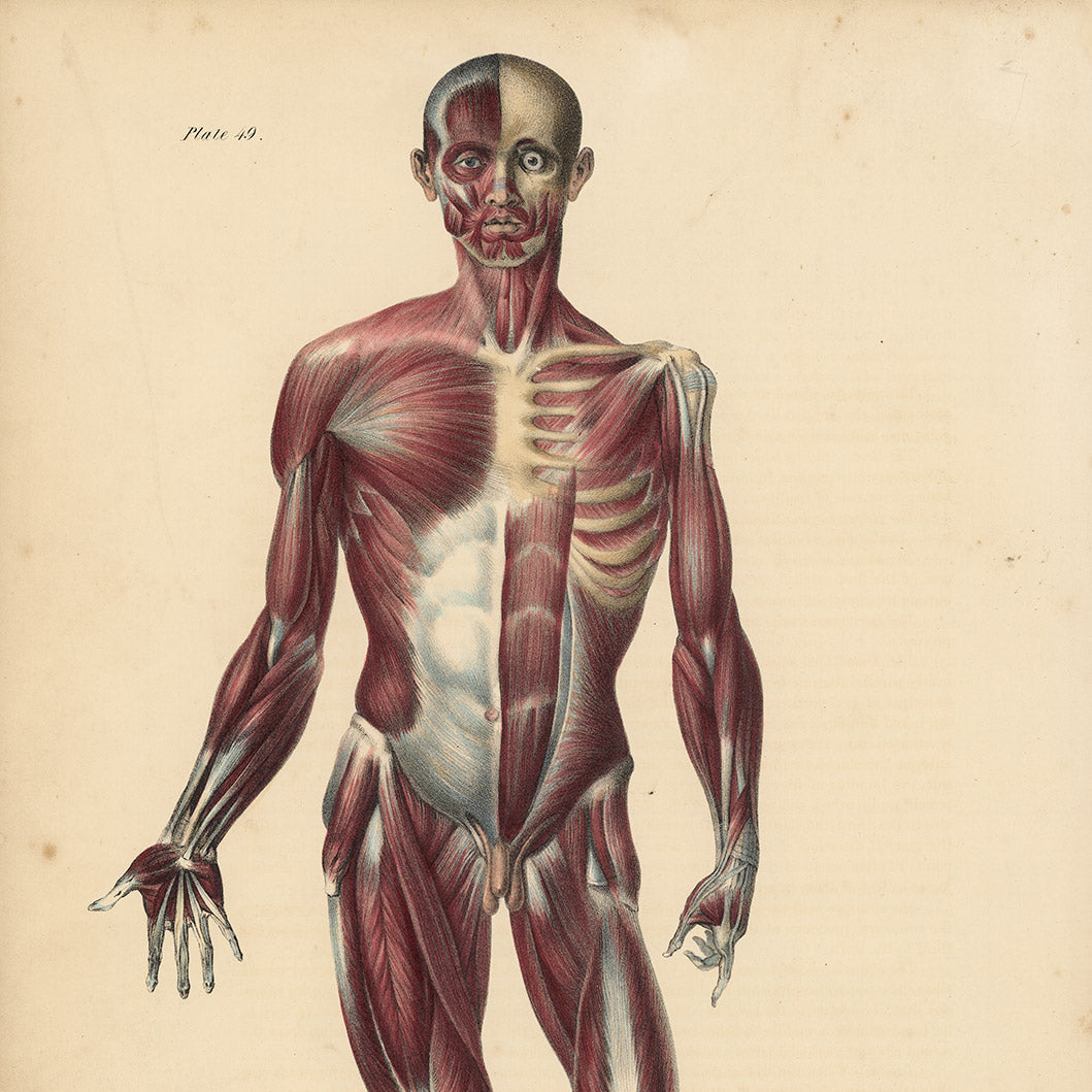Lizars Anatomical Drawing  –  Full Body Anterior Muscular Anatomy   Original 19thc.