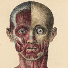 Quain Original  19th c. Anatomical Print – Full-Length Figure Plate 49