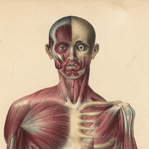 Quain Original  19th c. Anatomical Print – Full-Length Figure Plate 49