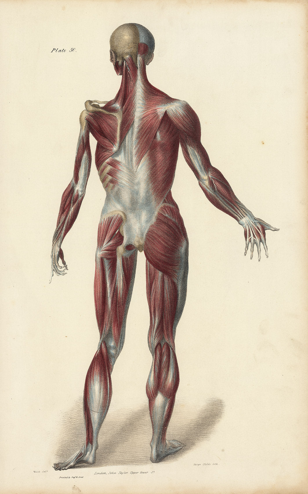 Lizars Anatomical Drawing  –  Full Body Posterior Muscular Anatomy  Plate 50 Original 19thc.