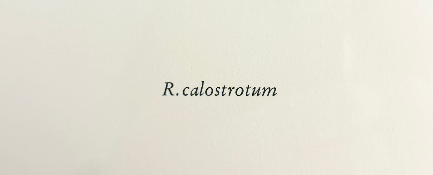 Rhododendron Vintage Print | C. Riefel 1958 Floral - - R Calostrotum Plate IX Pink