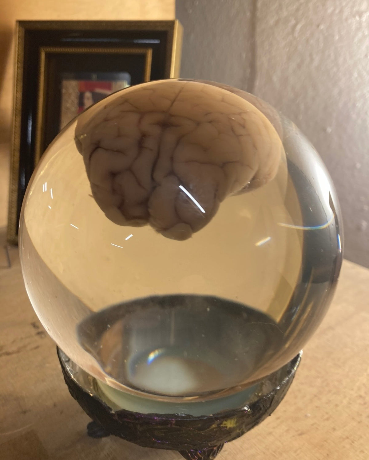Preserved Animal Brain Specimen in Glass Orb | Taxidermy Curio POA