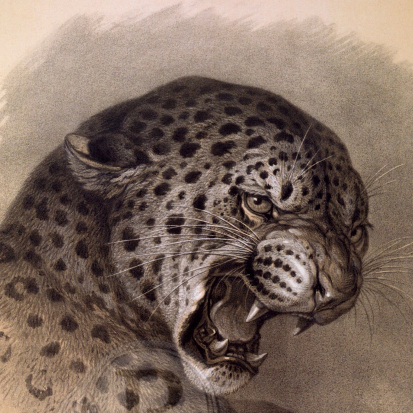 Leopard — Vintage Natural History Animal Print (1863)