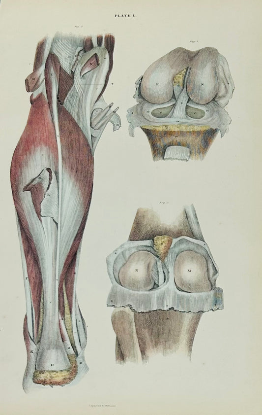 Lizars Anatomical Drawing Plate L - Knee Anatomy