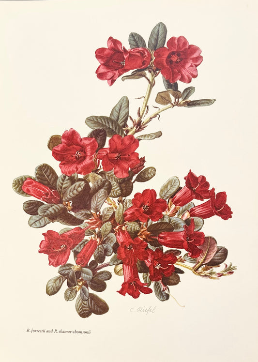 Rhododendron Vintage Print | C. Riefel 1958 Foressti Red Floral