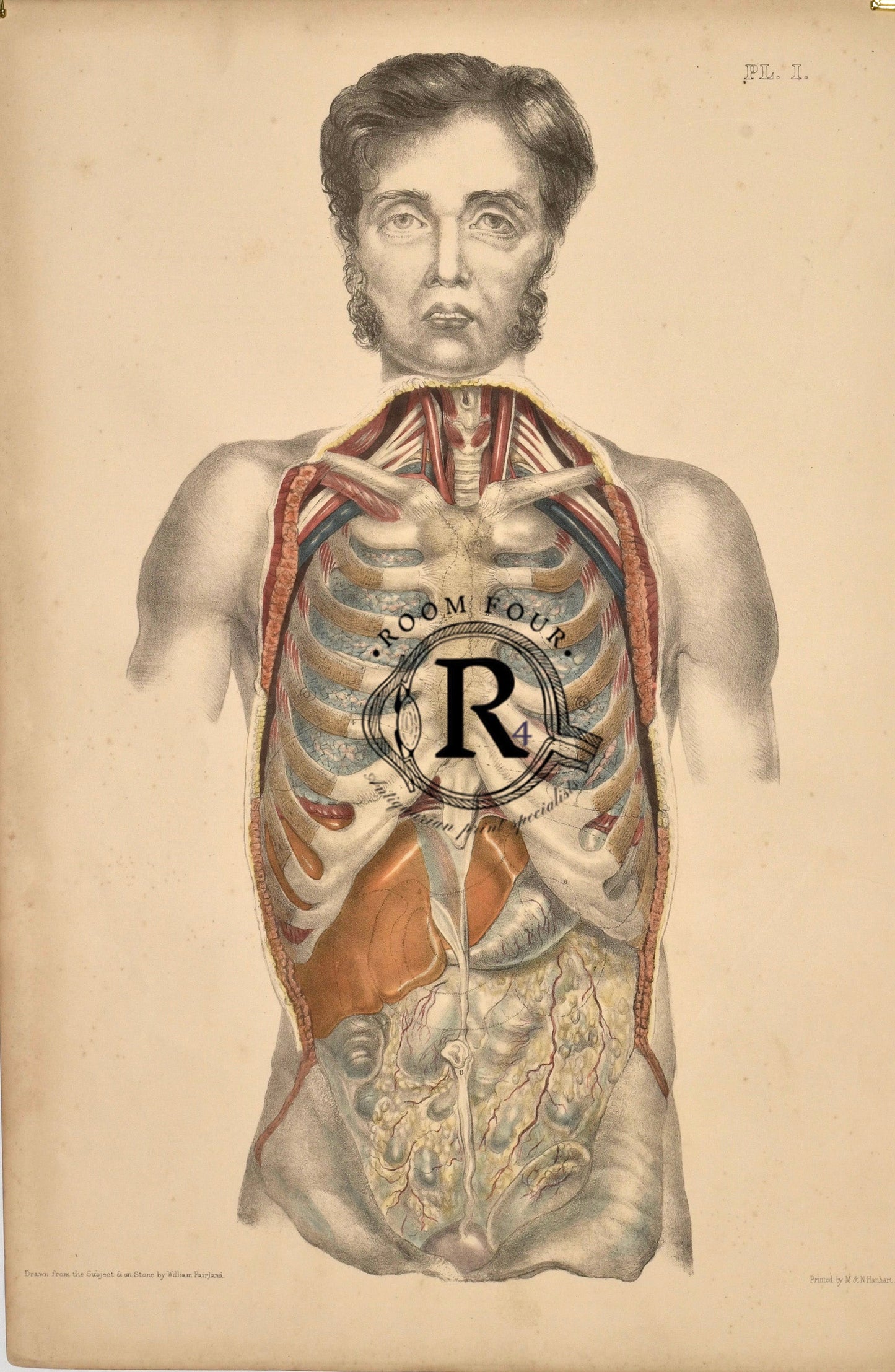 Vintage Human Torso Anatomy Print — Plate I | 19th Century Medical Illustration of Internal Organs