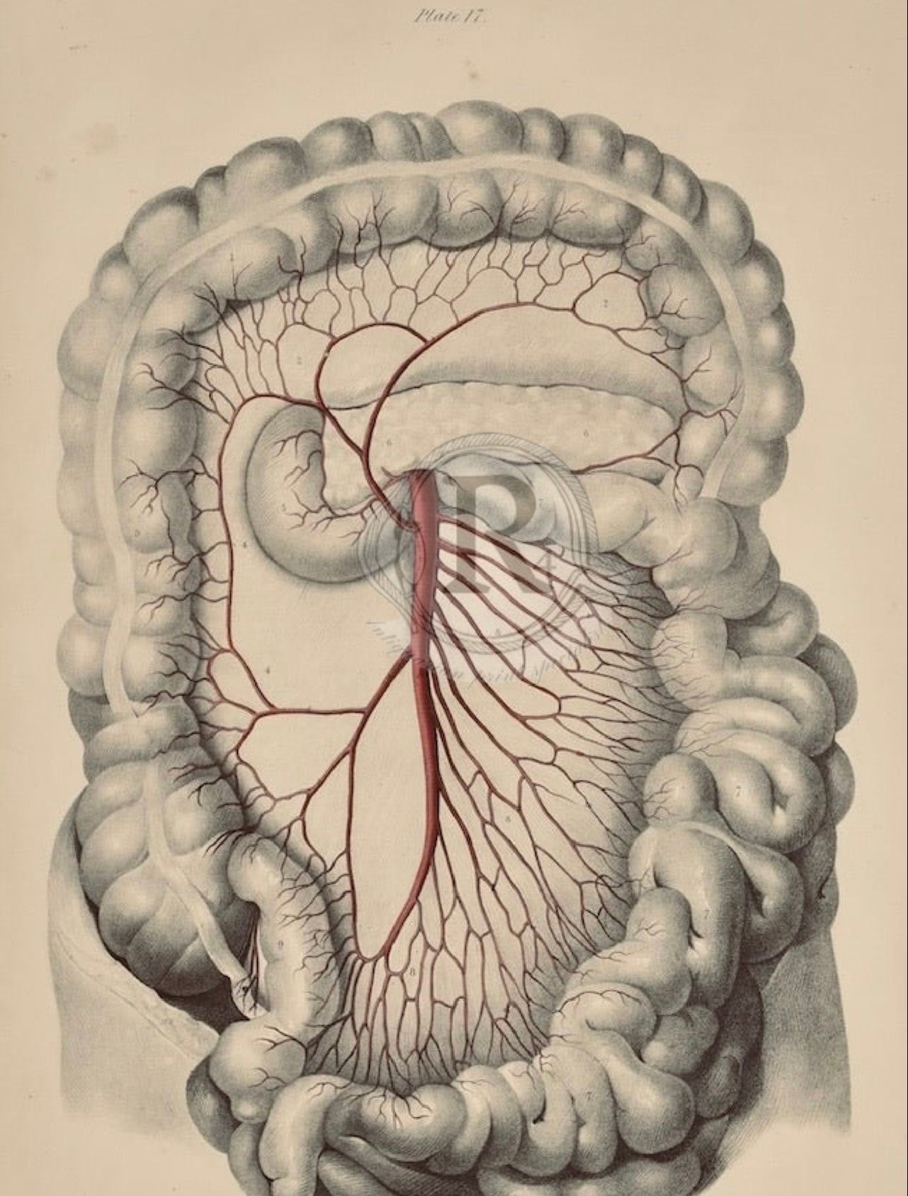 Quain  19th Century Anatomical Illustration –  "Abdominal Viscera”  Large Intestine