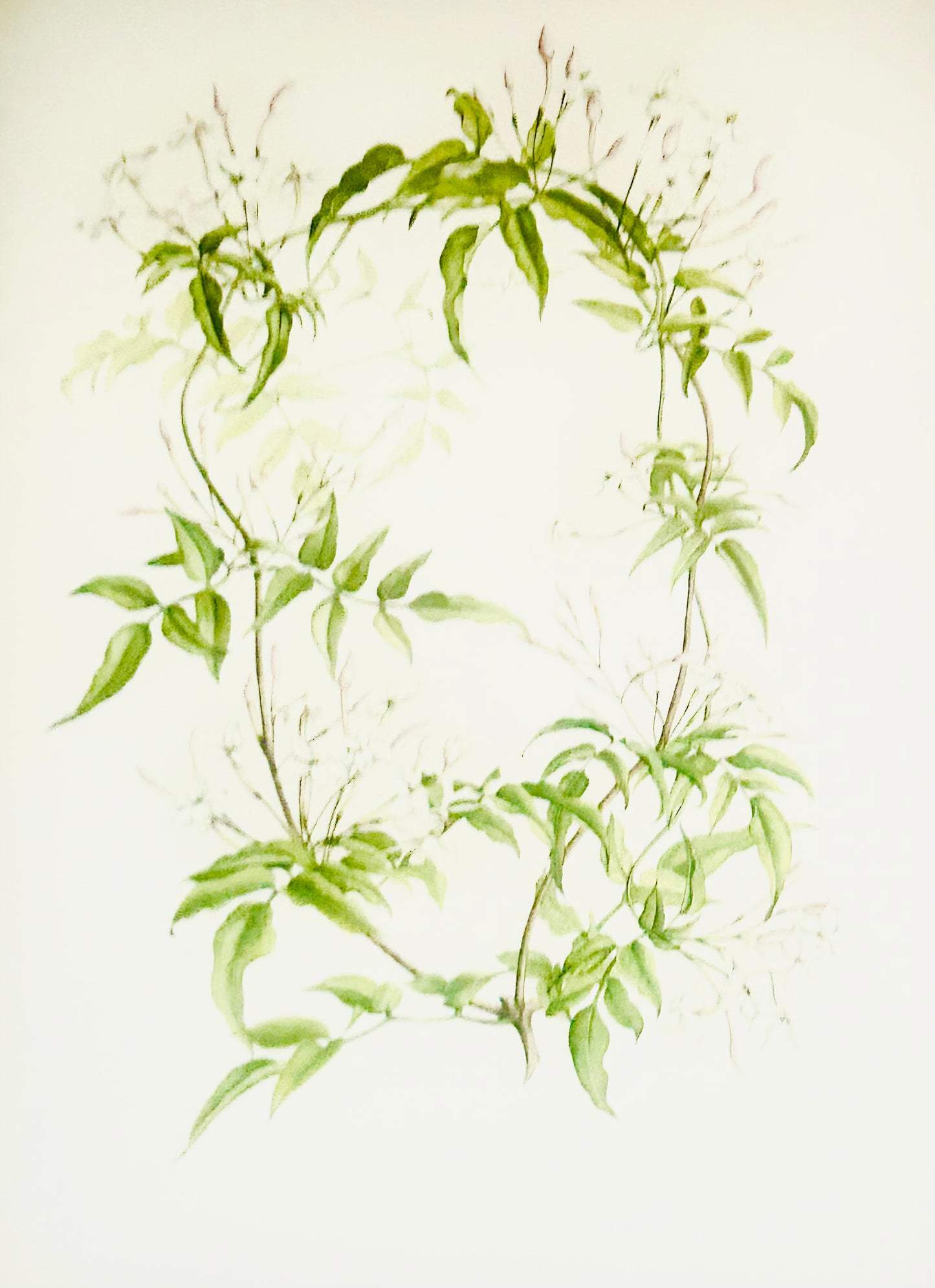 Limited Edition Botanical Print  by Elizabeth Cameron "Jasmin Polyanthum"