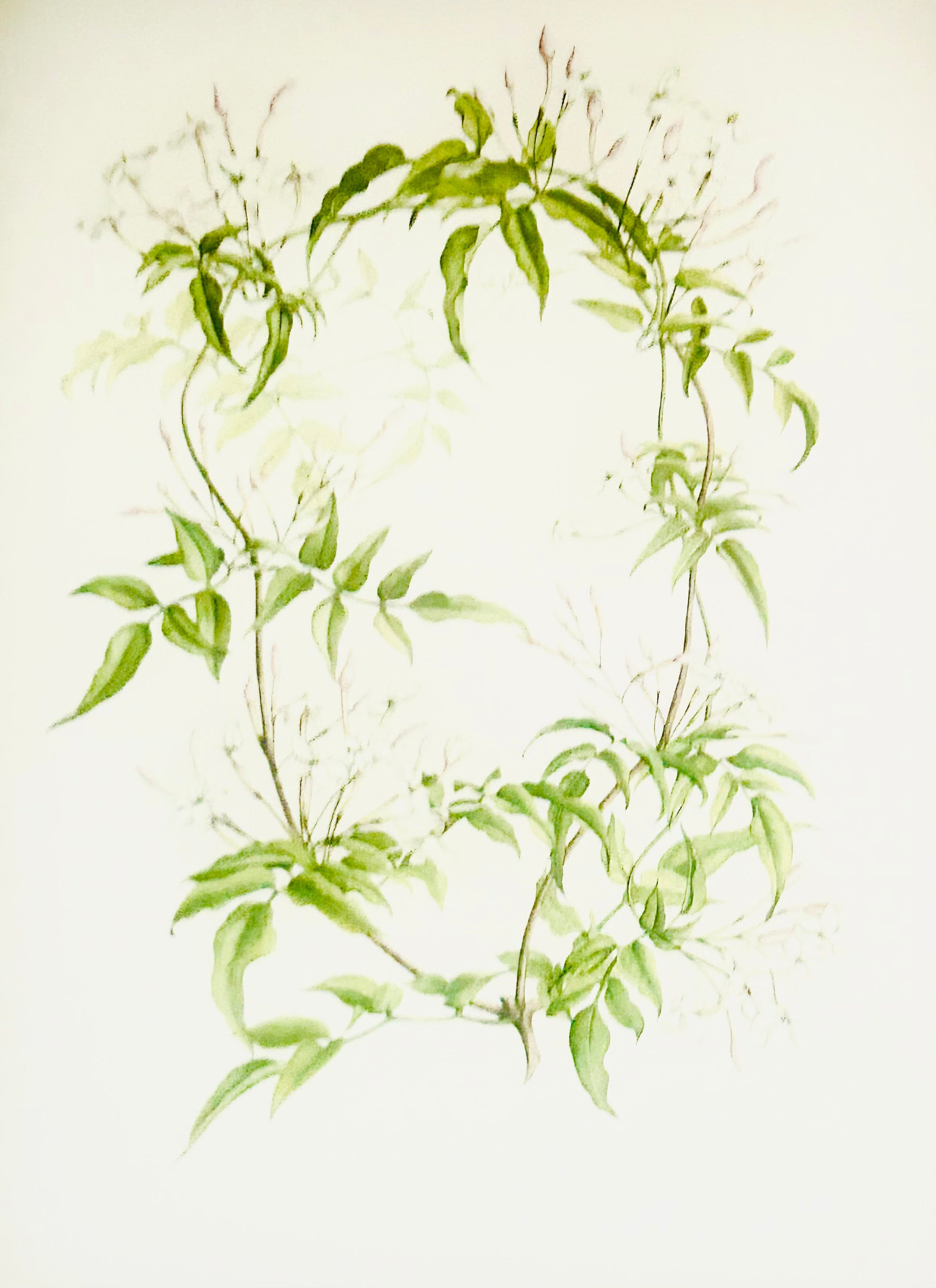 Limited Edition Botanical Print  by Elizabeth Cameron "Jasmin Polyanthum"