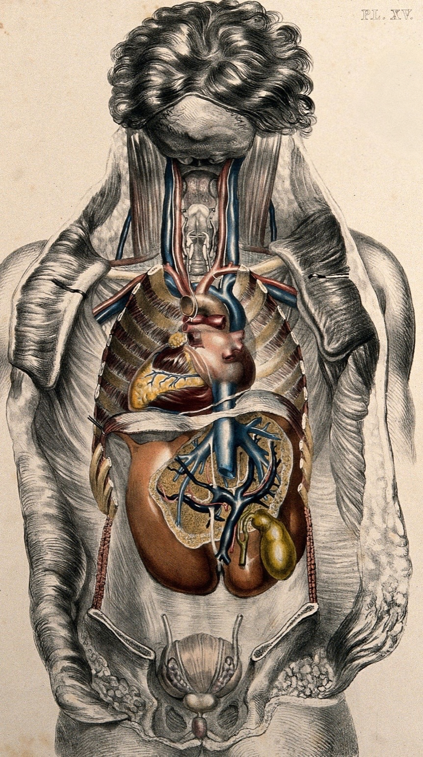 Anatomische postmortale Illustration von Sibson: Innere Organe/Nervensystem/Gefäßsystem – Tafel XIV, 19. Jahrhundert