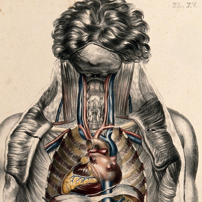 Anatomische postmortale Illustration von Sibson: Innere Organe/Nervensystem/Gefäßsystem – Tafel XIV, 19. Jahrhundert