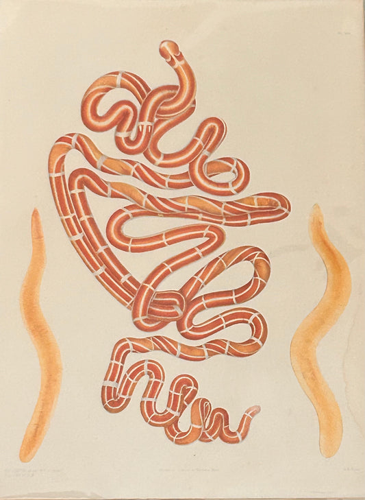 Worm Morphology