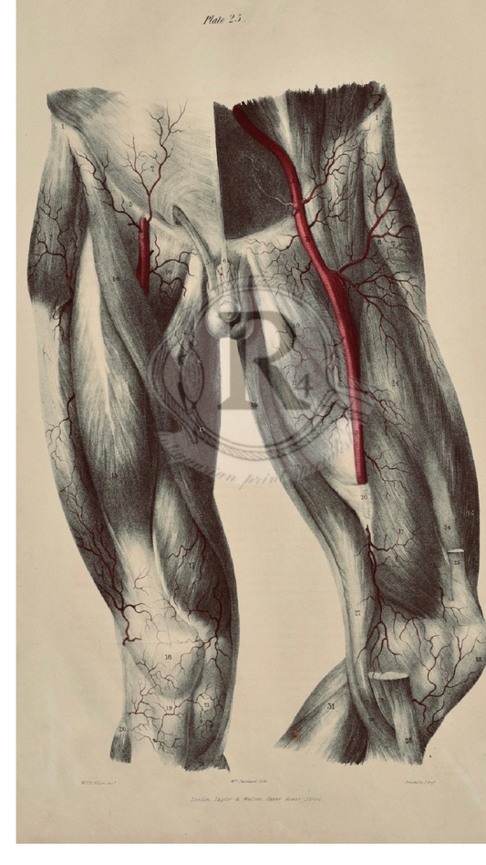 Quain Anatomical Drawing – Vascular Anatomy of the Femoral Vein (Plate 25, 19th‑Century Medical Illustration)