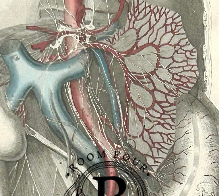 Frühe Anatomie – Tafel XI – ORIGINAL