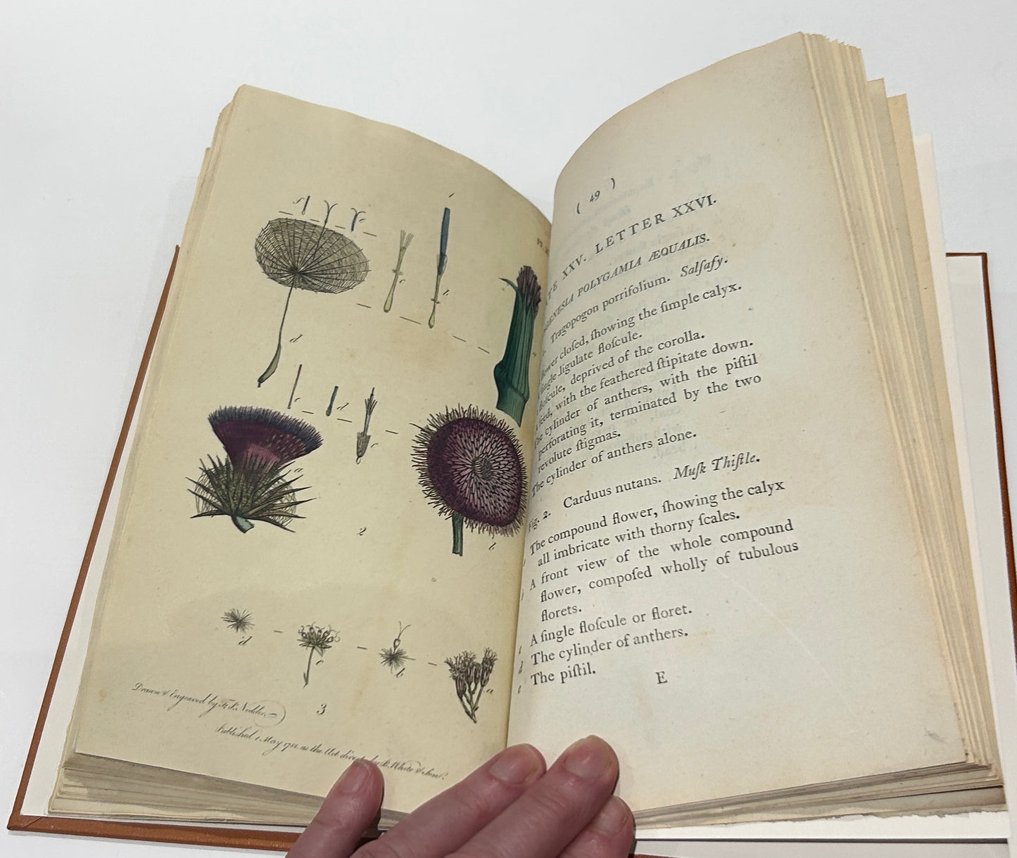 Botanisches Glossar von Thomas Martyn aus dem Jahr 1799 – Antikes wissenschaftliches Buch aus der Linnéschen Zeit (Neu gebunden)