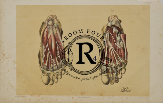 Anatomical Drawing 19th Century  -  "Feet" Ford Human Anatomy