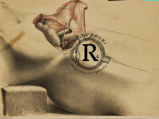 Anatomical Dissection Drawing 19th Century - Abdomen a/f - Ford