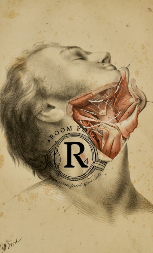Anatomical Human Post Mortem Drawing - Neck & Jaw - 19th century - Ford