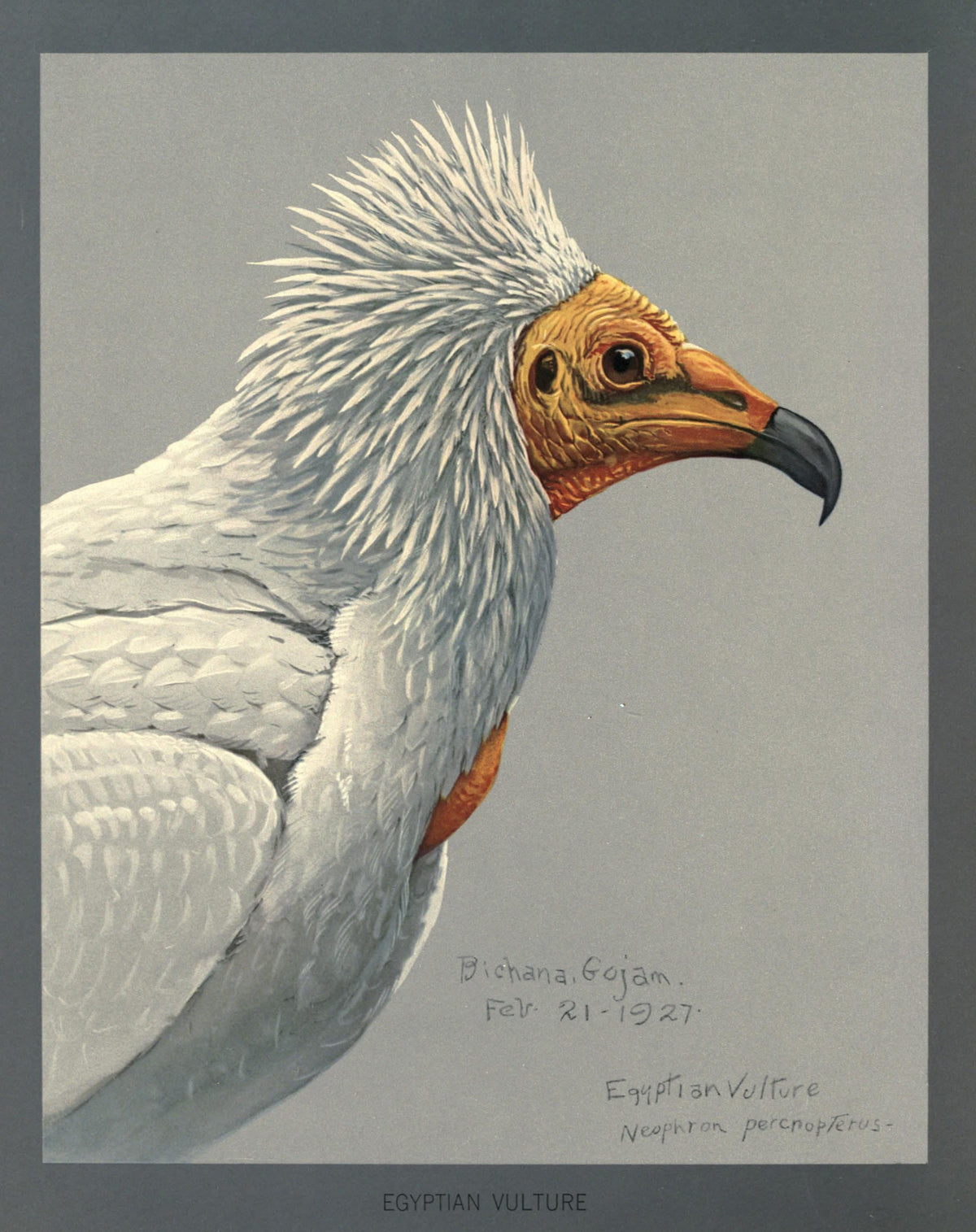Louis Agassiz Fuertes Bird Prints | Vintage Ornithological Art - Egyptian Vulture
