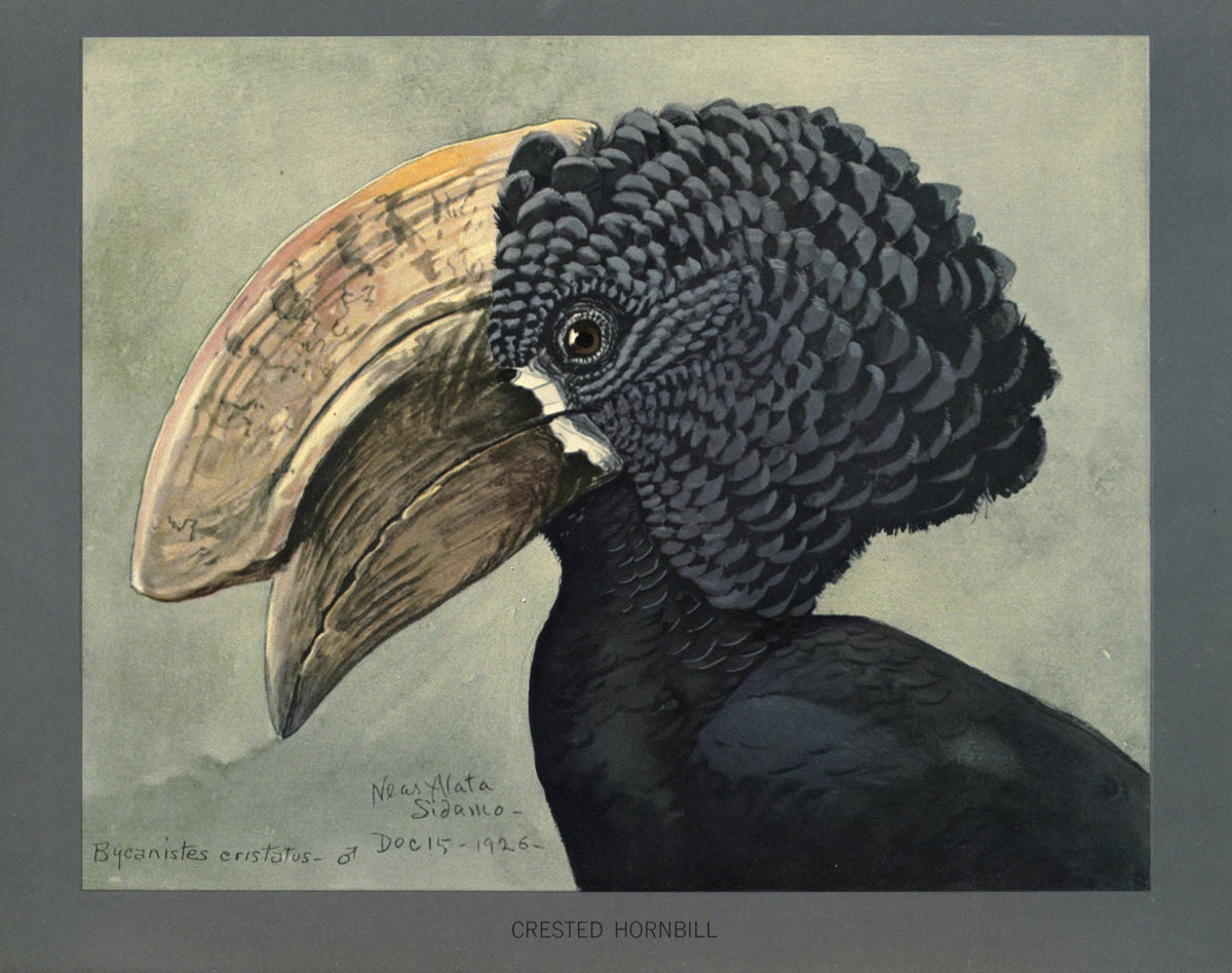 Louis Agassiz Fuertes Bird Prints | Vintage Ornithological Art - Crested Hornbill