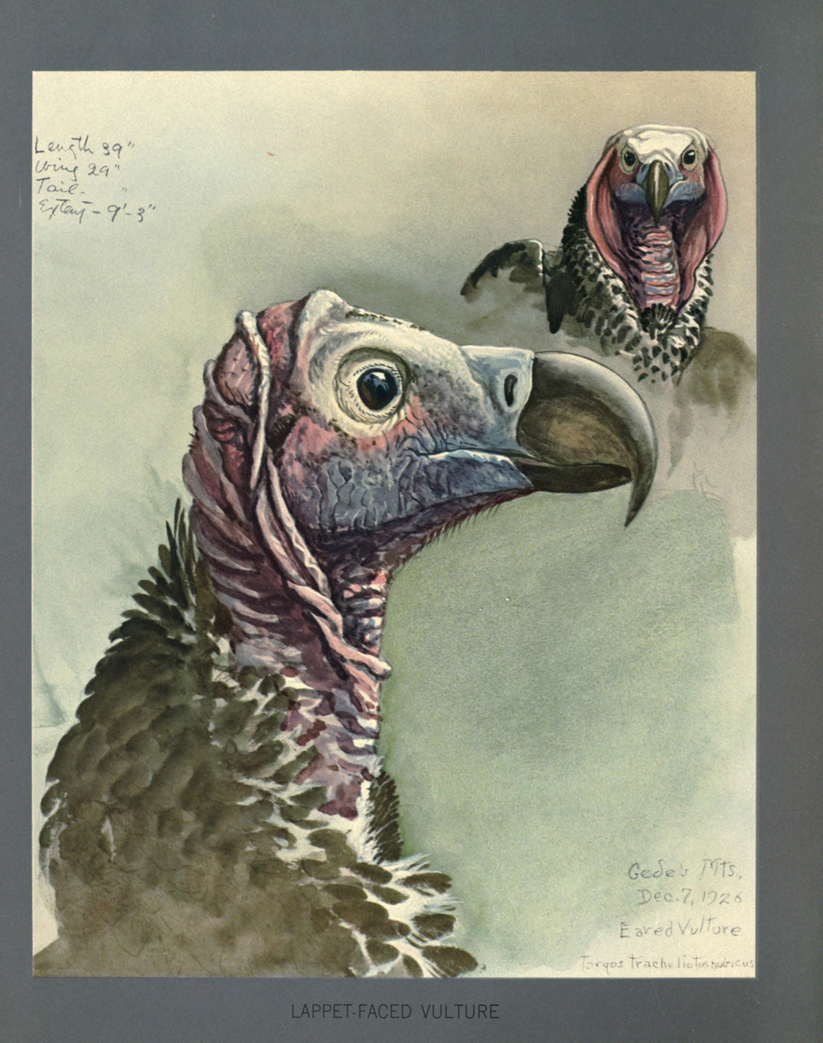 Louis Agassiz Fuertes Bird Prints | Vintage Ornithological Art - Lappet Faced Vulture