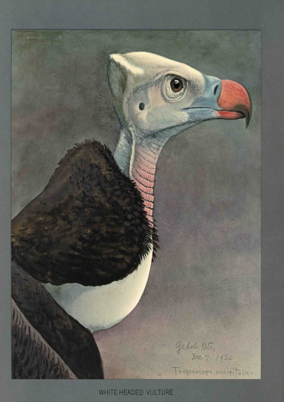 Louis Agassiz Fuertes Bird Prints | Vintage Ornithological Art - White Headed Vulture