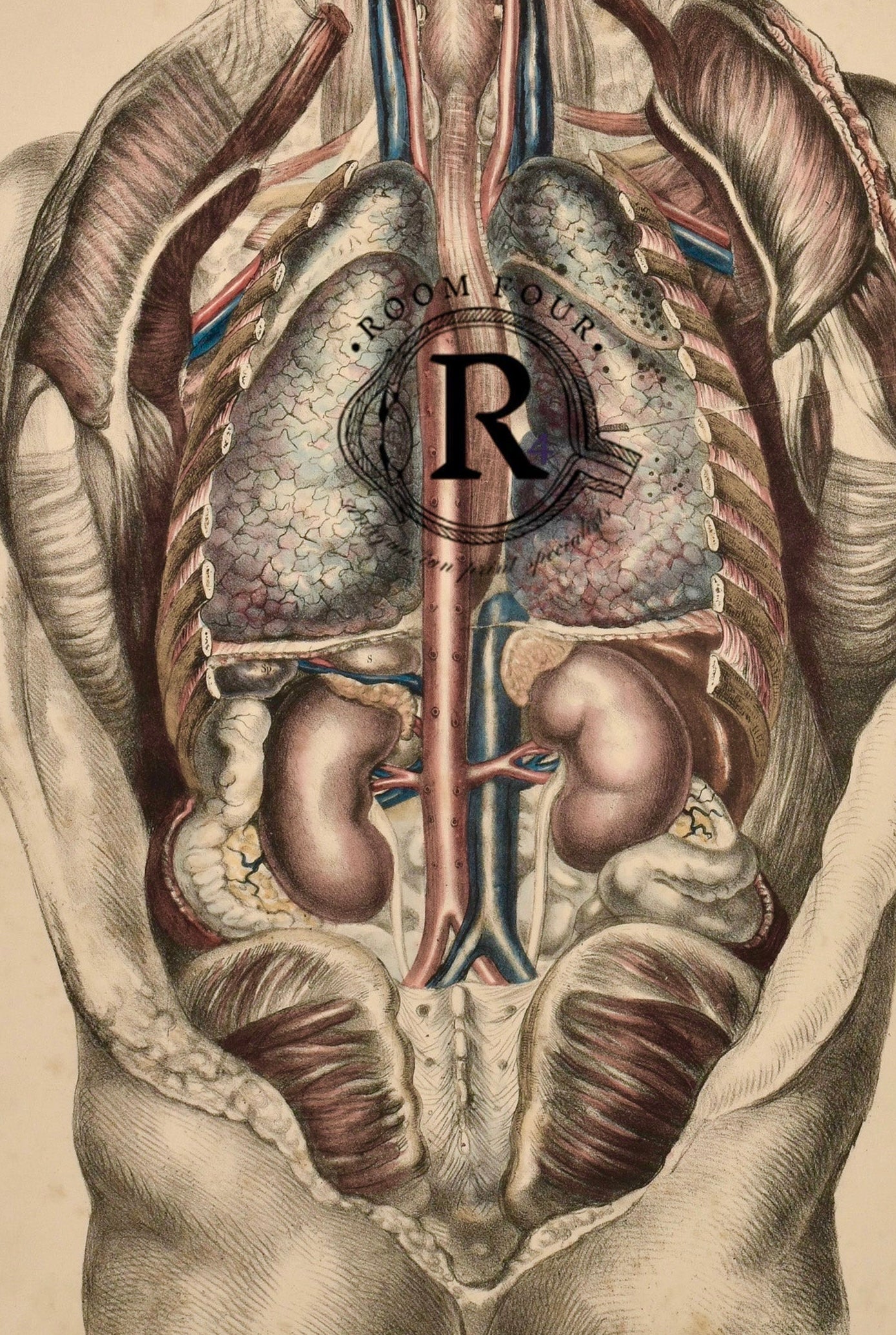 Vintage Posterior Anatomy Print — Plate XIII | 19th Century Medical Illustration of Internal Organs